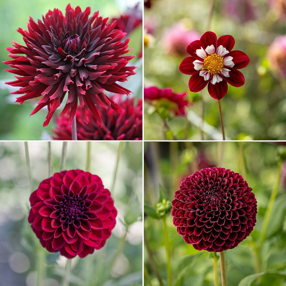 Dahlia erbjudande 5 - Mixed Reds